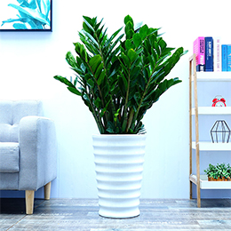 金錢(qián)樹(shù)